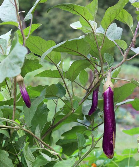 How To Grow Eggplant From Seed In An Organic Kitchen Garden • Gardenary