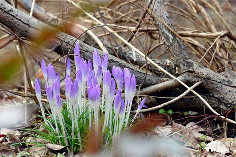 Подснежники в саду (Большое количество фото) - treepics.ru