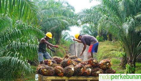 Harga TBS Petani Mitra Swadaya Di Riau Naik Media Perkebunan