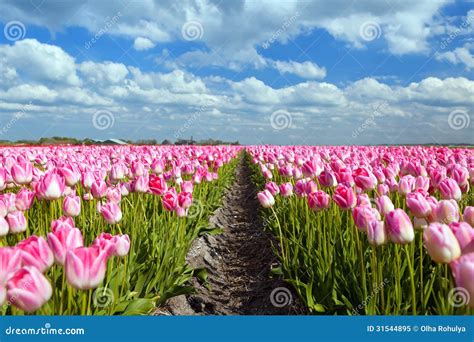 Pink Tulip Fields in Sprind Stock Image - Image of farm, season: 31544895