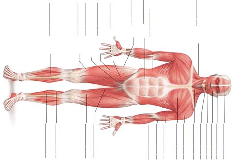 Muscular System Physiology Human Anatomy Quiz Quizizz