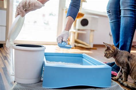 Quand changer la litière de chat et nettoyer le bac Comment