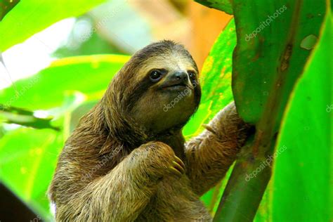 Sloth in Puerto Viejo, Costa Rica. Stock Photo by ©nachosuch 52114279