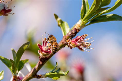 california almond tree