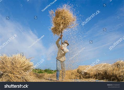 909 Threshing Grain By Hand Images, Stock Photos & Vectors | Shutterstock