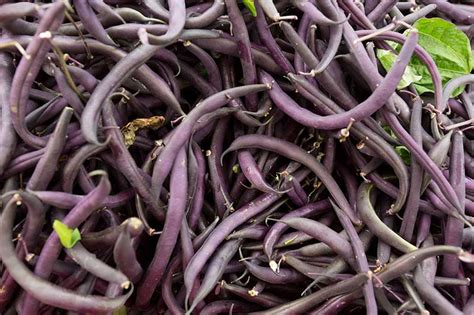 35 Of The Best Bush Bean Varieties Gardeners Path