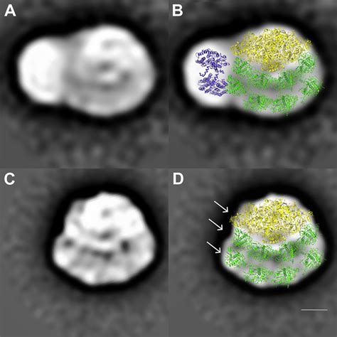 Structure Of A Psilhcicyt B6f Supercomplex In Chlamydomonas