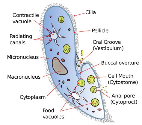 5 Fakta Ciliata Protozoa Yang Bergerak Dengan Rambut Getar