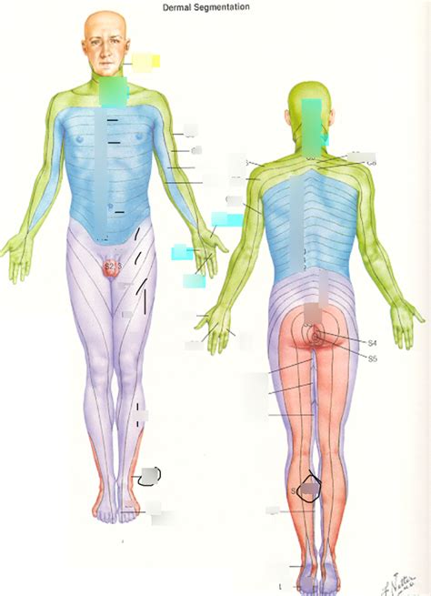 Dermatome Diagram Diagram Quizlet