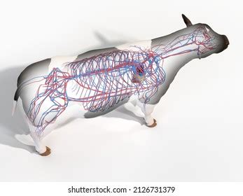 D Rendered Illustration Cows Anatomy Vascular Stock Illustration