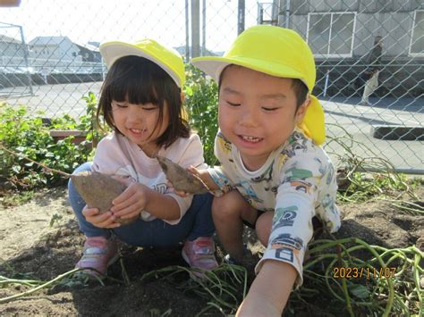 芋掘りをしたよ（りす組・あひる組） ｜ 社会福祉法人創新会 ひよこ保育園 愛媛県松山市の保育園