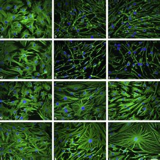 Immunostaining For A Sma In Myoepithelial Cells On Polystyrene A B