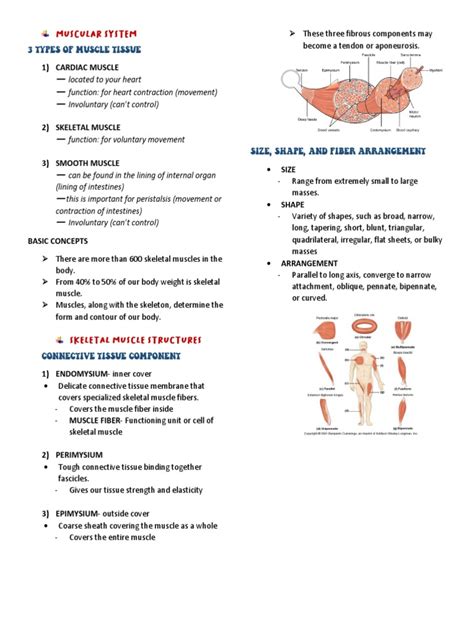 Anaphy Muscular System Lecture Pdf Muscle Contraction Anatomy