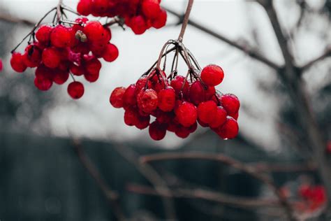 Cherry Blossom Tree · Free Stock Photo