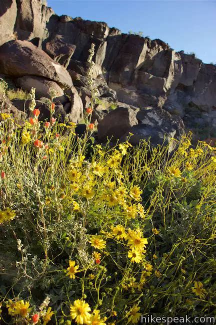 Mojave National Preserve Camping | Hikespeak.com