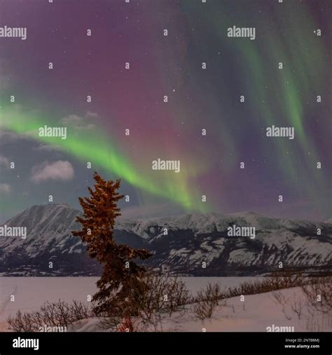 Aurora Borealis seen in northern Canada during winter time with snow ...