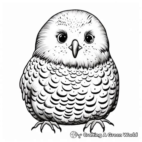 Budgie Coloring Pages Free Printable