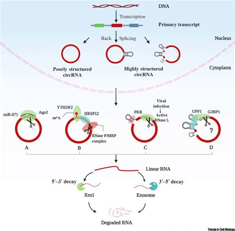 Structure Mediated Degradation Of Circrnas Trends In Cell Biology