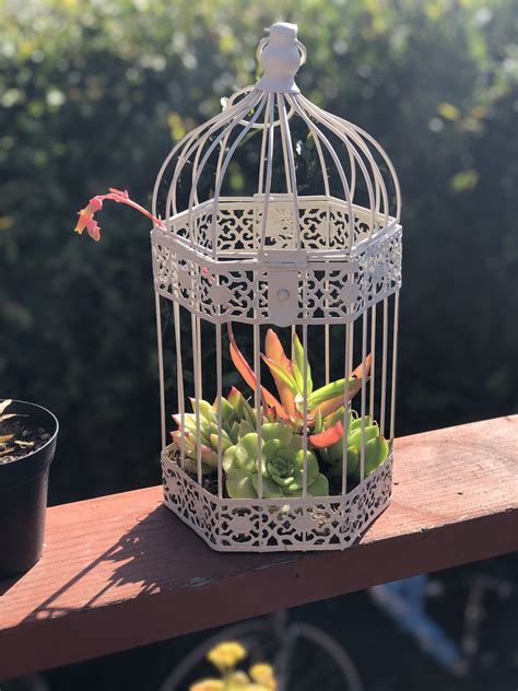 Succulent Plants Planting Succulents Bird Cage Macrame Plant Hanger