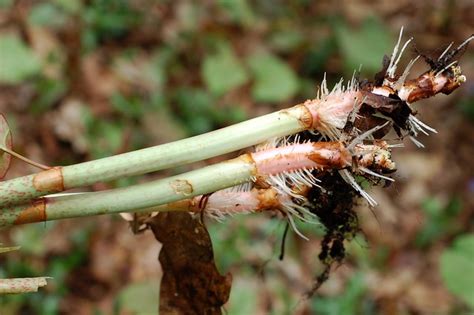 Eat Your Weeds Strawberry Apple Japanese Knotweed Crisp The Garden