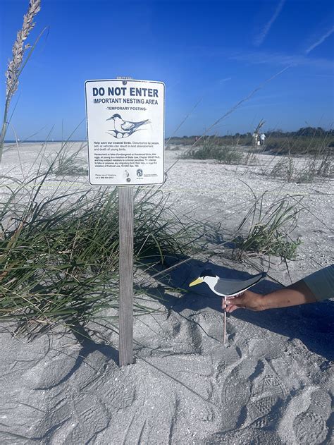 Paving the Way for Least Tern Nesting | Sanibel-Captiva Conservation ...