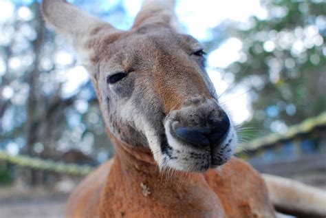 Free Images : nature, animal, wildlife, wild, zoo, fur, red, brown, fauna, kangaroo, close up ...