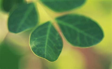 Wallpaper Sunlight Leaves Nature Grass Branch Green Yellow