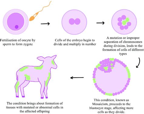 Mosaicism Leading To Different Types Of Cells In The Offspring