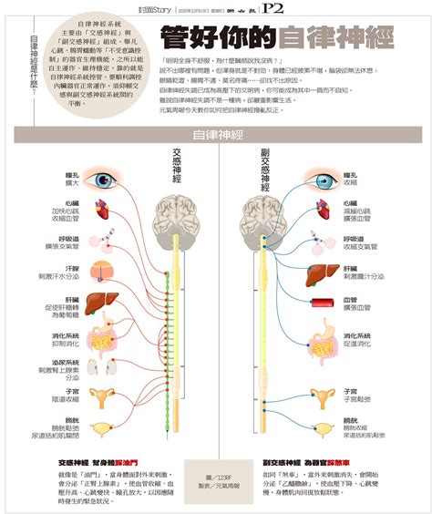 圖表／自律神經失調怎麼辦？先弄懂自律神經是什麼｜腦部．神經｜醫療｜元氣網