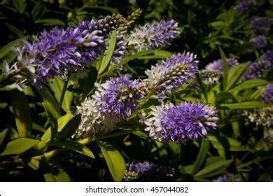 137 Hebe Flowers Isolated Stock Photos Images Photography Shutterstock