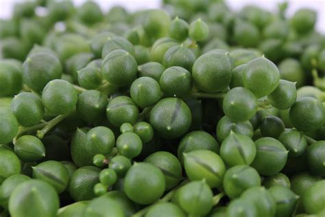 Senecio Rowleyanus String Of Pearls Eden Collection Smit Kwekerijen