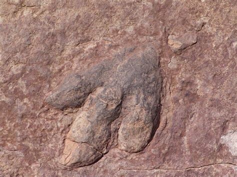 Footprints Of Last Dinosaurs To Walk On UK Soil 110 Million Years Ago