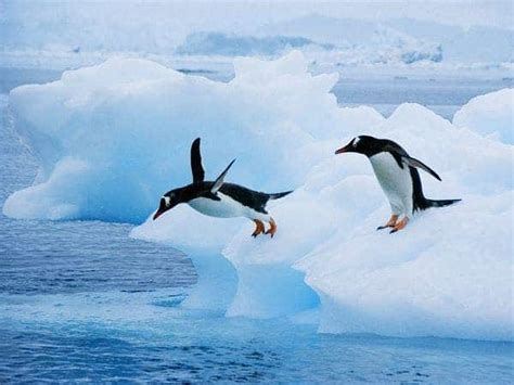 Why penguins can't fly: you can't be good at two things at once