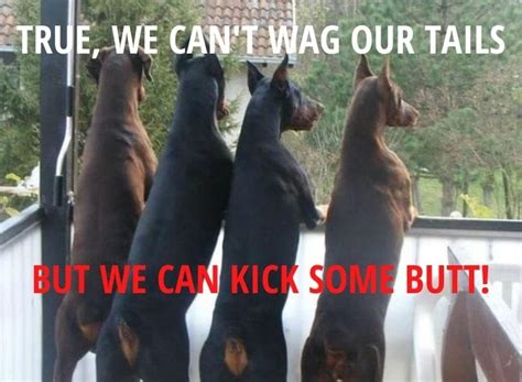 Top 10 Dobermann Memes That Are Funny As Ever! - Page 2 of 2 - PetPress