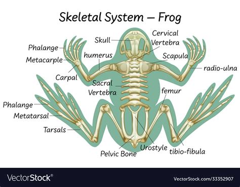 Labeled Frog Anatomy Diagram