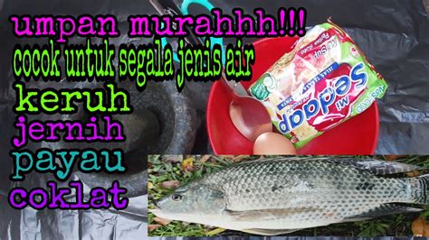 Umpan Ikan Nila Paling Ampuh Cocok Untuk Ikan Air Tawar Youtube