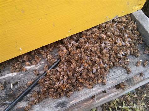 Mud Songs A Defunct Guide To Beekeeping On The Island Of Newfoundland