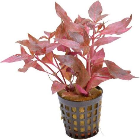 Alternanthera Cardinalis Variegata In 5 Cm Pot Junai Nl