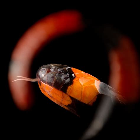 Photography Tropical Herping