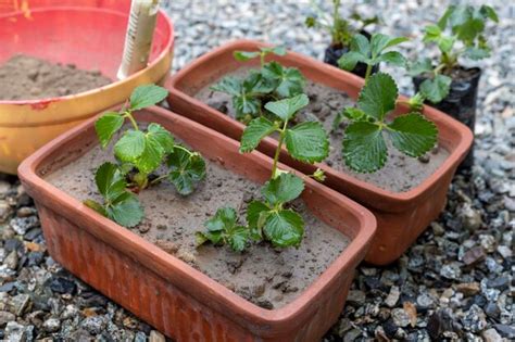 Plantas De Fresas Que Crecen En Las Macetas Foto Premium