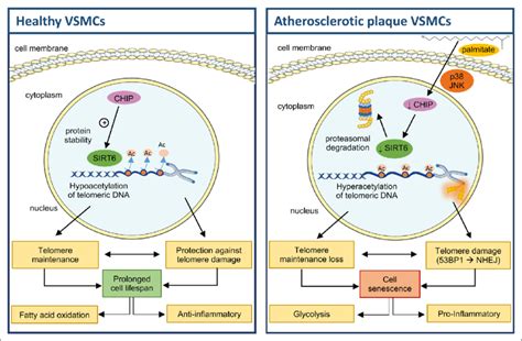 Schematic Overview Of Sirt Sirtuin Regulation In Vascular Smooth