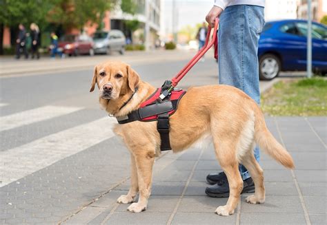 5 Razones Por Las Que Los Perros Guías Son Más Que Sólo Un Para De Ojos