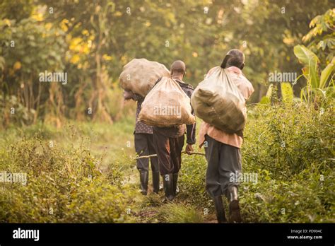 Cocoa plantation hi-res stock photography and images - Alamy