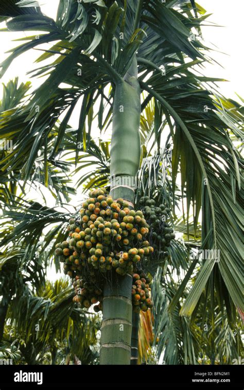 Areca Nut Palm Tree Betel Nut Tree Karnataka India Asia Stock