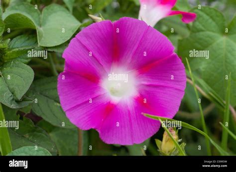 Ipomoea Mexicana Hi Res Stock Photography And Images Alamy