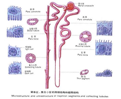 肾单位集合管的微细结构