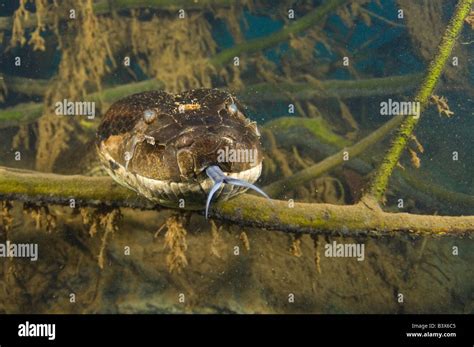 Green anaconda hi-res stock photography and images - Alamy