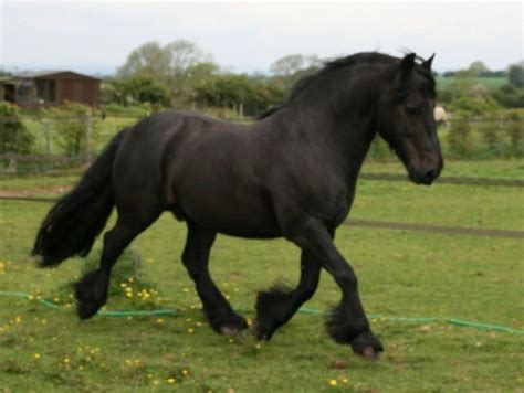 fell pony alchetron   social encyclopedia