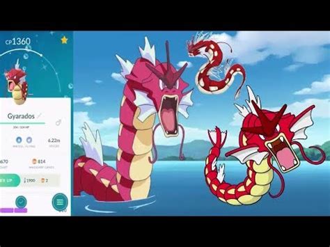 Shiny Czerwony Gyarados Ponad 2600CP Czy Otrzymam Fajne Ataki Pokemon