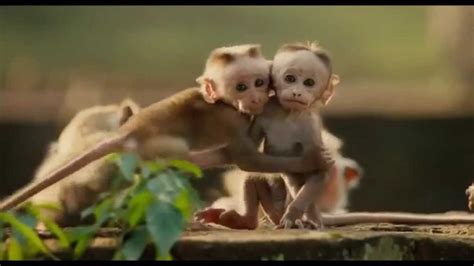 Monkey Kingdom Official Trailer 1 2015 Disneynature Documentary Hd